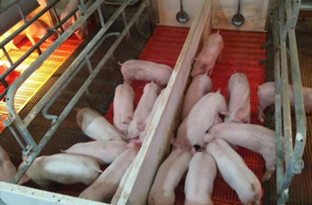 云开·全站仔仔宝——7-60日龄乳仔猪教槽、诱食、促长专家